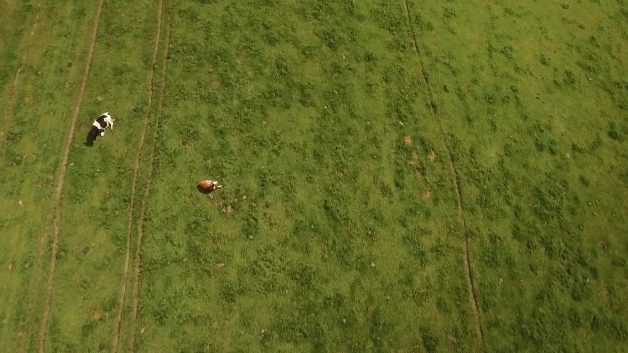 Stock Video Farm Animals Feeding In A Field Live Wallpaper For PC - Free Download