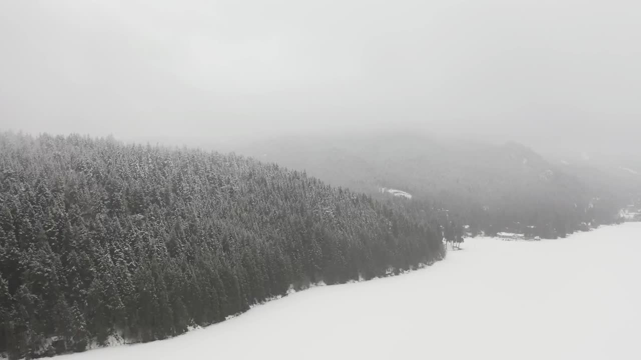Stock Video Dense Forest Pine During The Winter Live Wallpaper For PC - Free Download