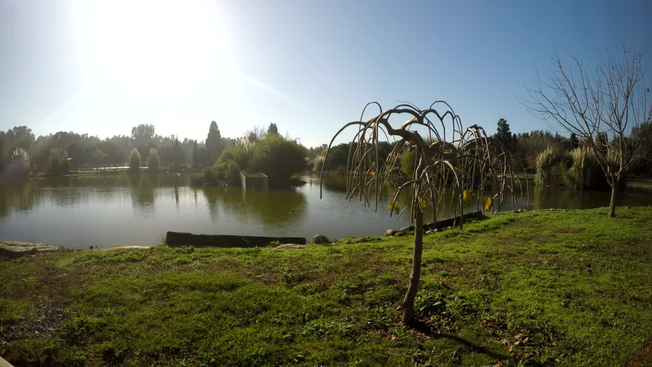 Video Stock Quiet Lake With Grass And Trees Around Live Wallpaper Free - Free Download