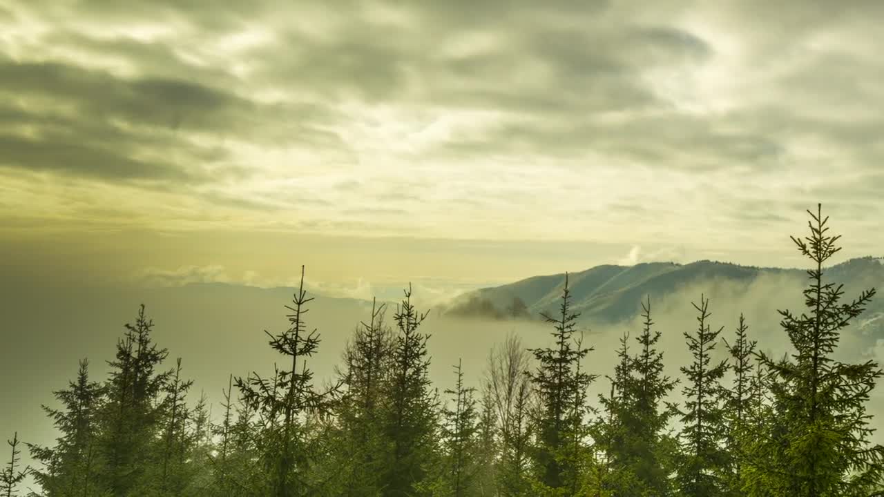 Stock Video Fog Covering A Landscape Of A Snowy Forest Live Wallpaper For PC - Free Download