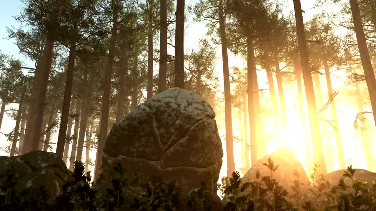 Free Video Stock Sun Shining Across A Forest Floor Live Wallpaper - Free Download