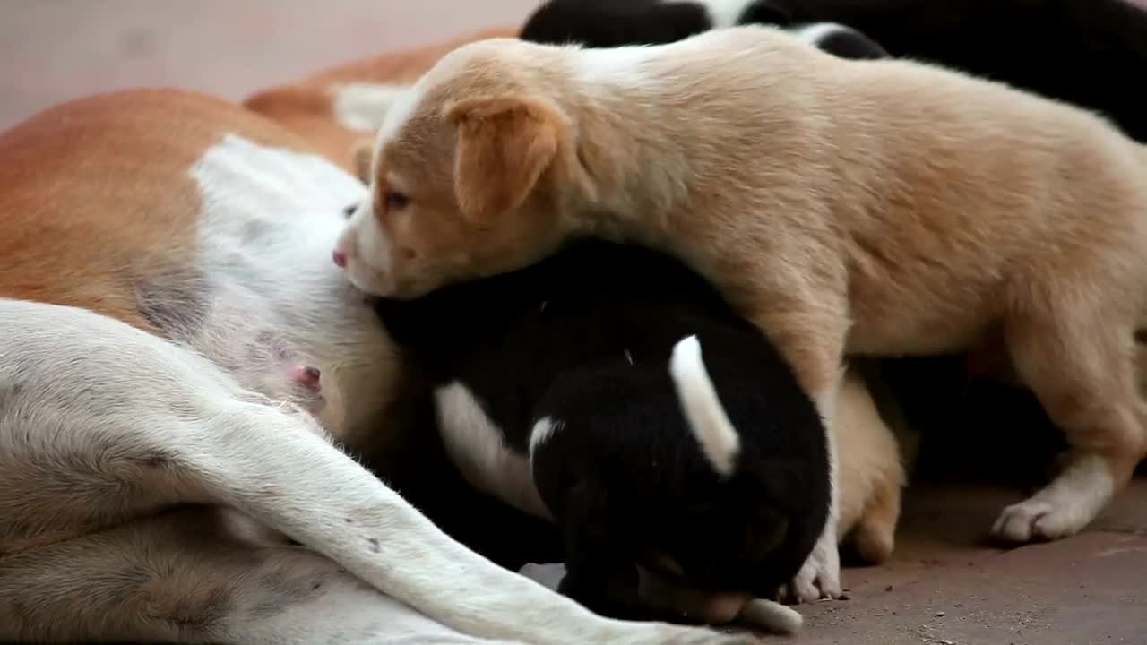 Stock Video Dog Cubs Feeding Live Wallpaper For PC - Free Download