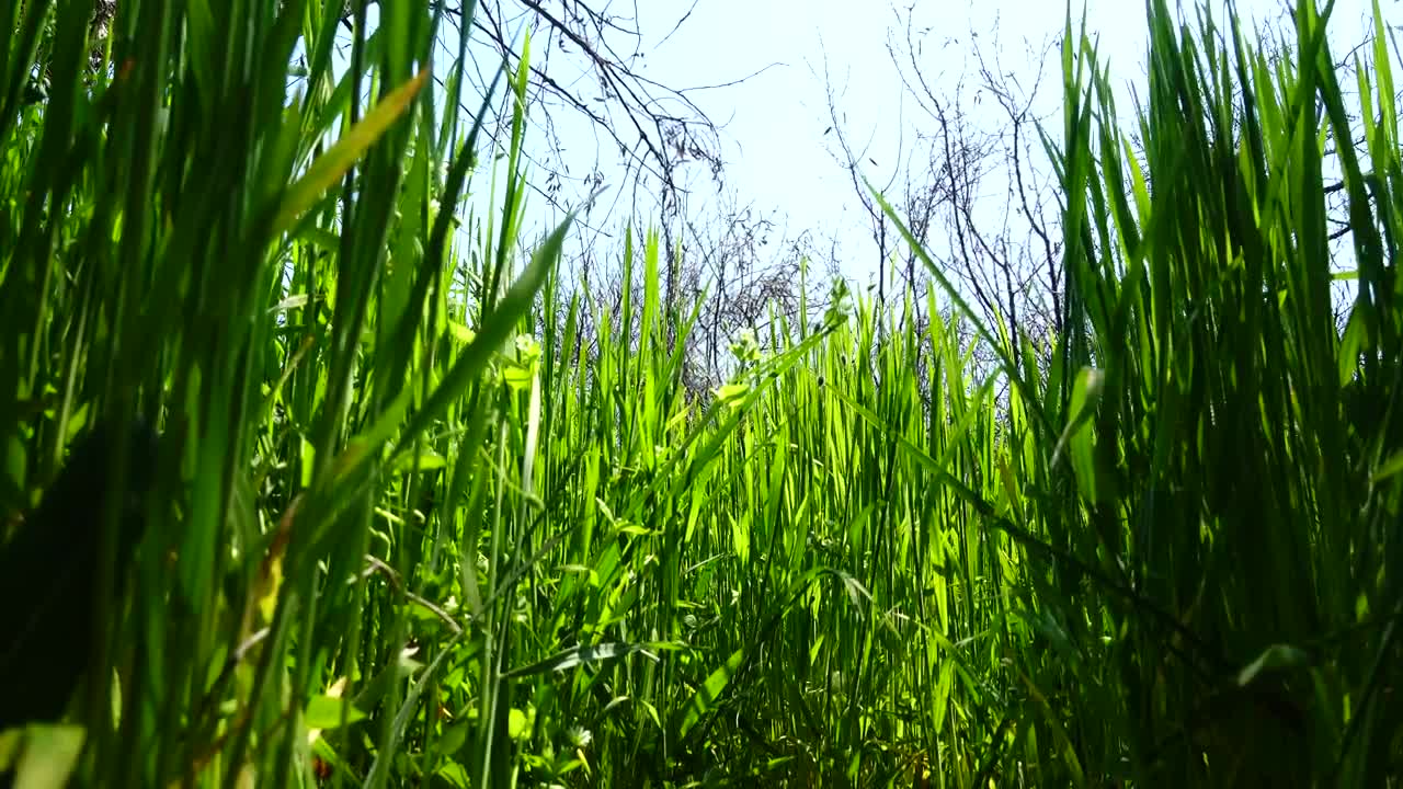 Free Video Stock tall grass growing in spring Live Wallpaper - Free Download