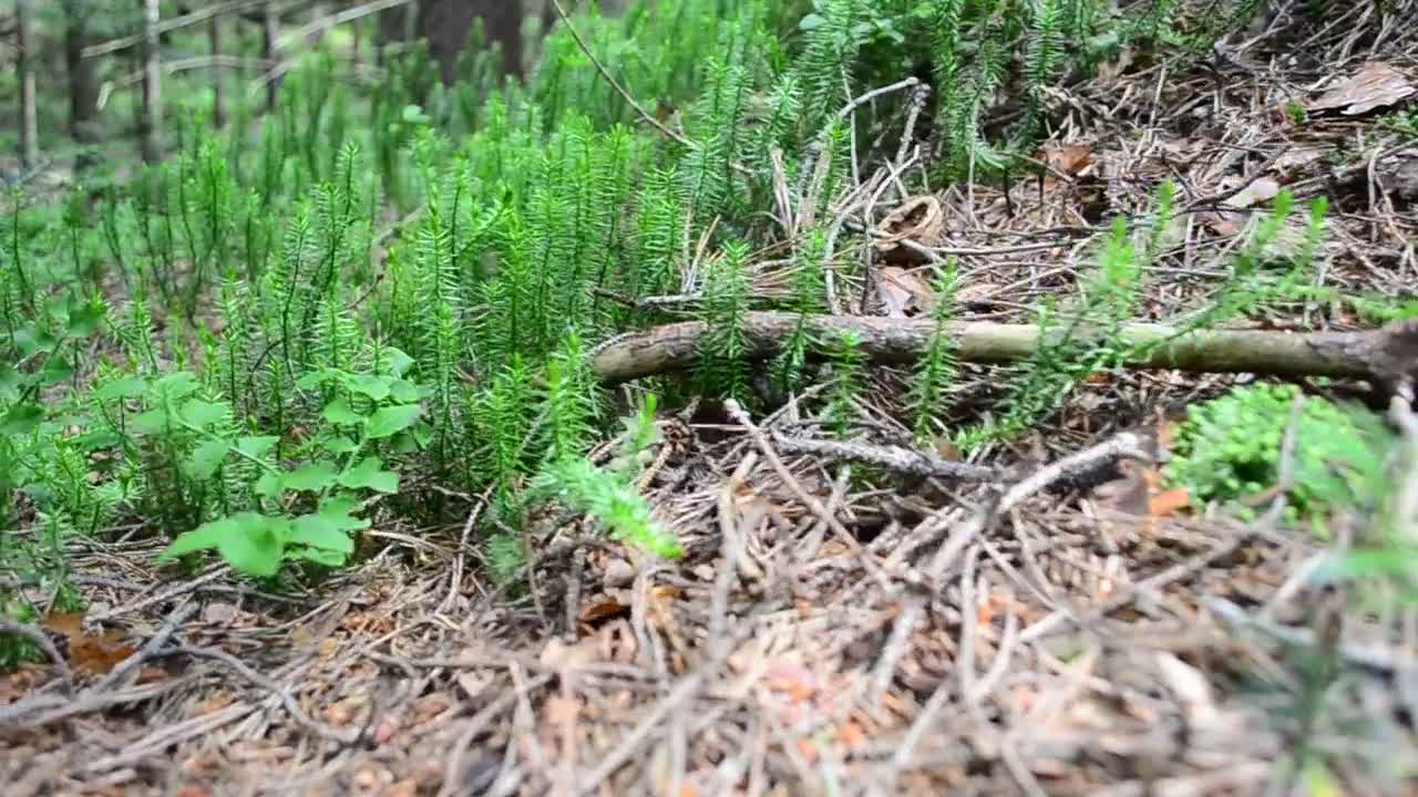 Video Stock Plants Growing Across A Forest Clearing Live Wallpaper Free - Free Download