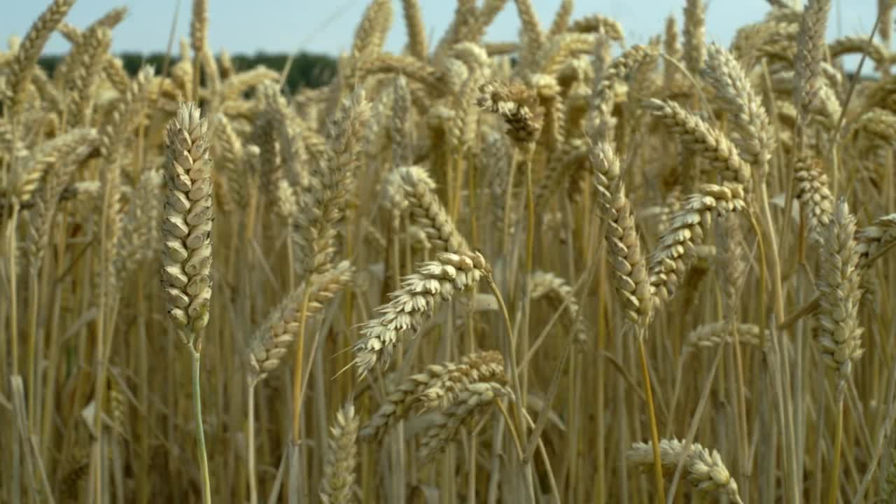 Stock Footage Wheat Swaying In The Wind Live Wallpaper - Free Download