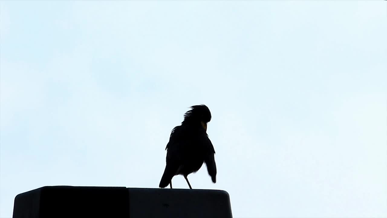 Free Stock Video Silhouette Of A Bird Against The Sky Live Wallpaper - Free Download