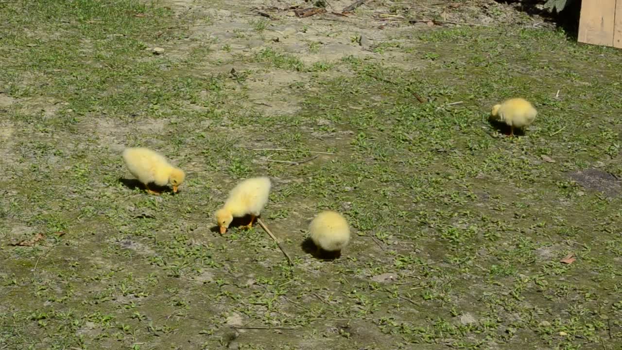 Stock Video Ducklings Feeding In A Field Live Wallpaper For PC - Free Download