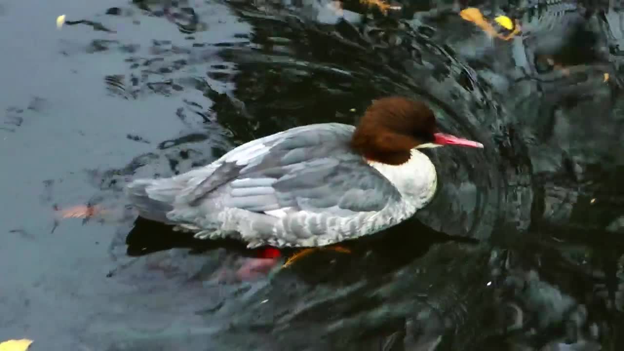 Stock Video Duck Swimming In The Water Of A River Tracking Shot Live Wallpaper For PC - Free Download