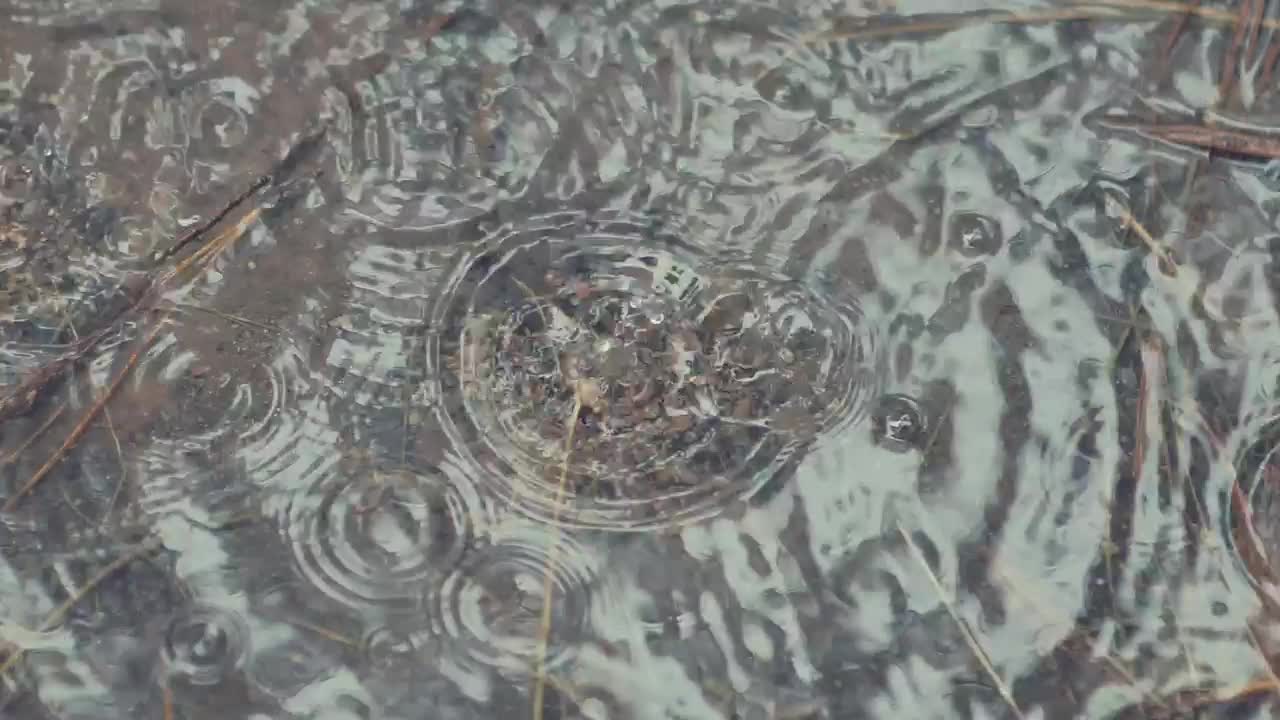 Stock Video Drops Of Water Falling In A Puddle Live Wallpaper For PC - Free Download