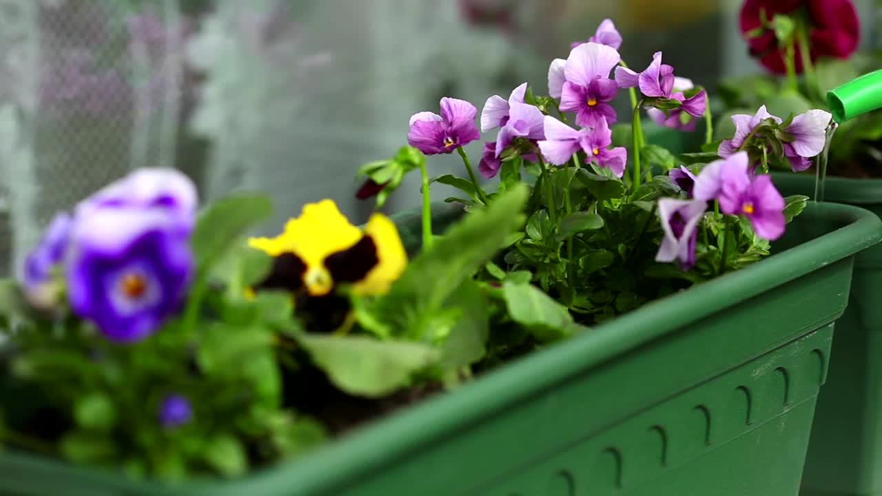 Stock Footage Watering The Flowers With A Green Recipient Live Wallpaper - Free Download
