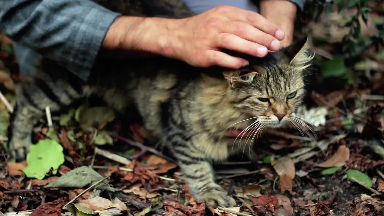 Stock Video Man Petting A Cat In Natur Animated Wallpaper - Free Download