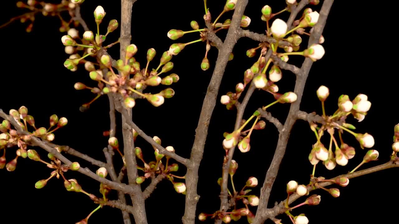 Free Stock Video White Flowers Sprouting From The Branches Of A Tree Live Wallpaper - Free Download