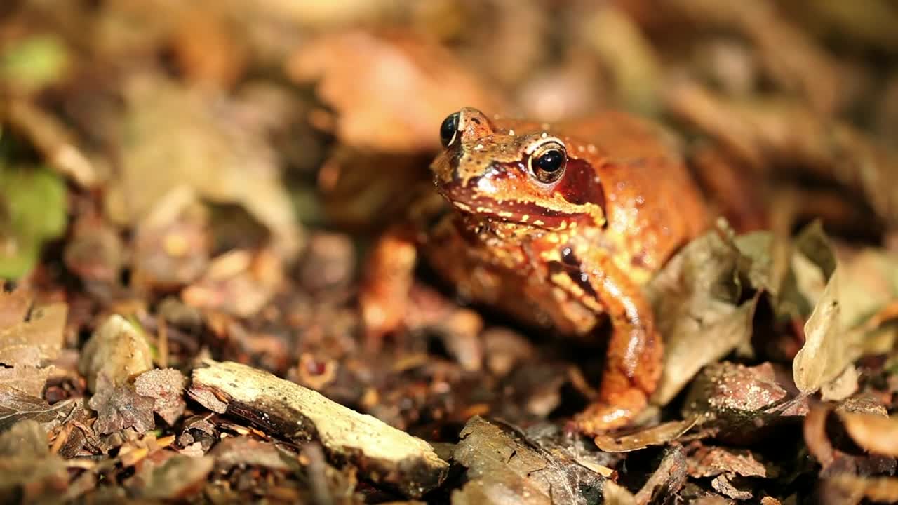 Video Stock Poison Frog Breathing Live Wallpaper Free - Free Download