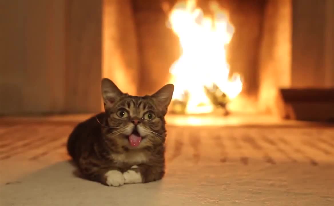 Cat and FirePlace Animated Wallpaper - Free Download