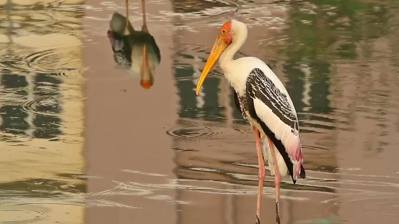 Free Video Stock Stork Standing In Flowing Water Live Wallpaper - Free Download