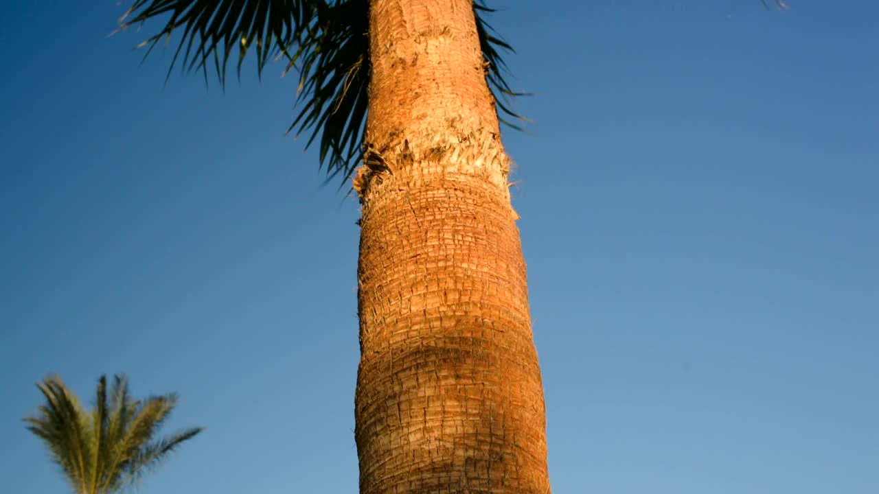 Stock Video Palms Blowing In A Tropical Wind Live Wallpaper - Free Download