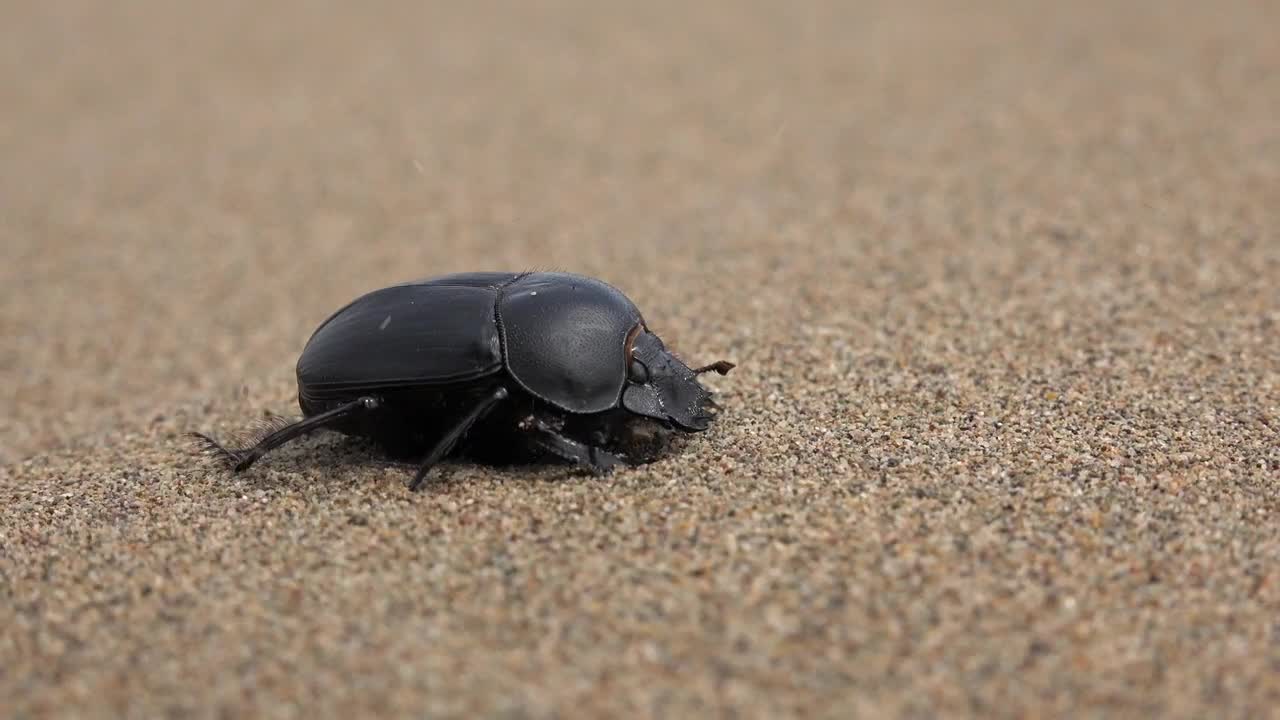Stock Video Beetle In The Sand Live Wallpaper For PC - Free Download