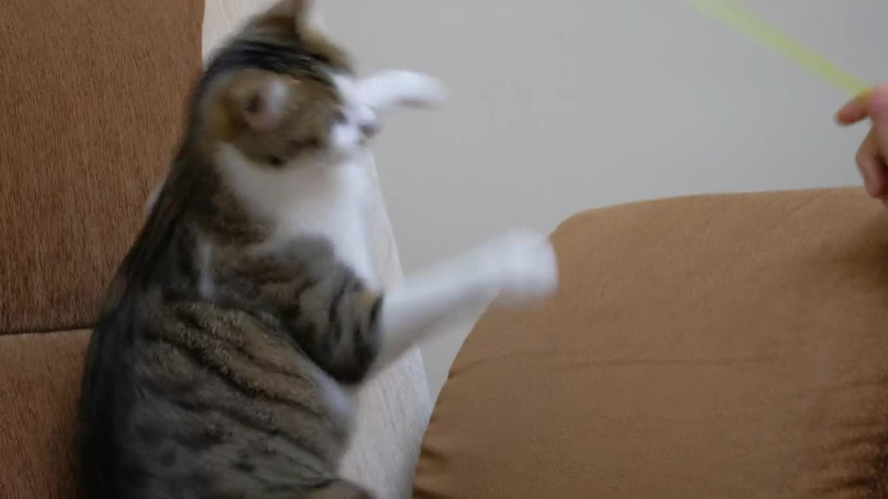 Video Stock Pet Owner Playing With A Cute Cat Live Wallpaper Free - Free Download
