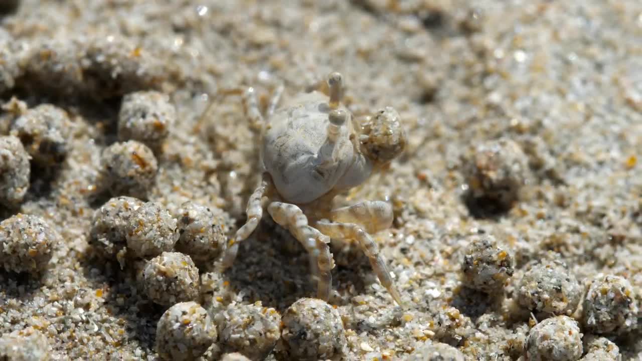 Stock Video Crab Making Sand Bubbles Live Wallpaper For PC - Free Download