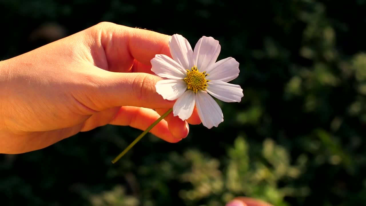 Video Stock Person Plucking Petals From A Chamomile Flower Live Wallpaper Free - Free Download