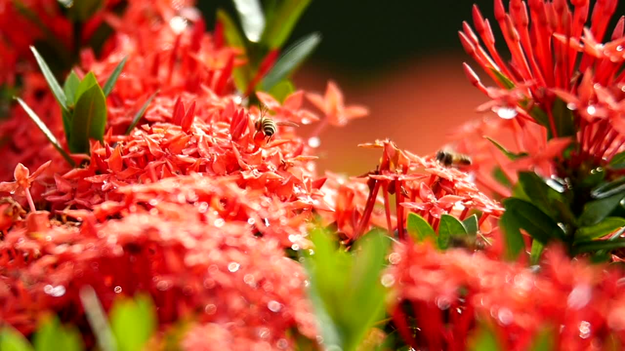 Stock Video Bees Working Across Flowers Live Wallpaper For PC - Free Download