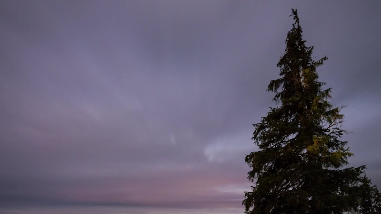 Stock Video Foggy Sky During A Starry Night In The Forest Live Wallpaper For PC - Free Download