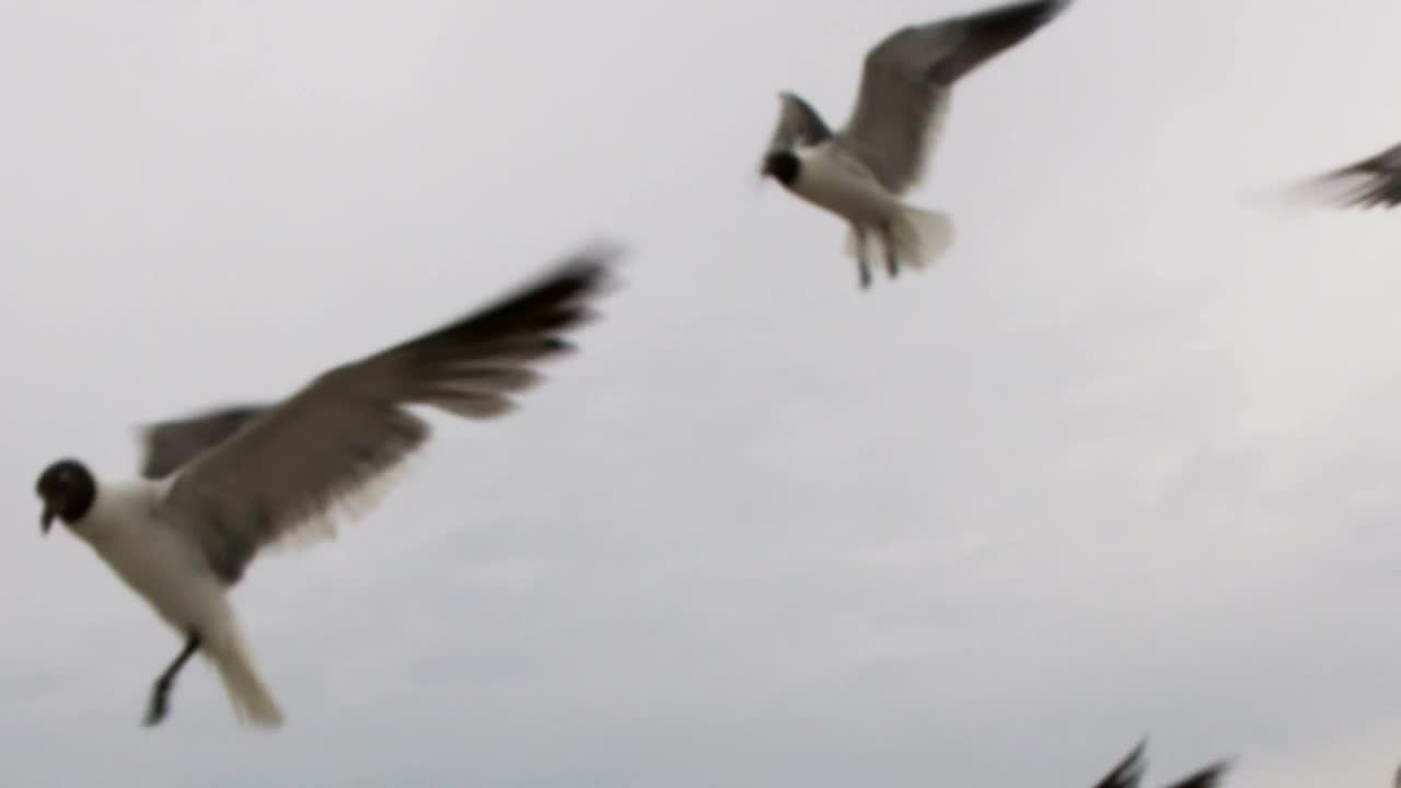 Free Stock Video Seagulls Flying On A Rainy Day Live Wallpaper - Free Download