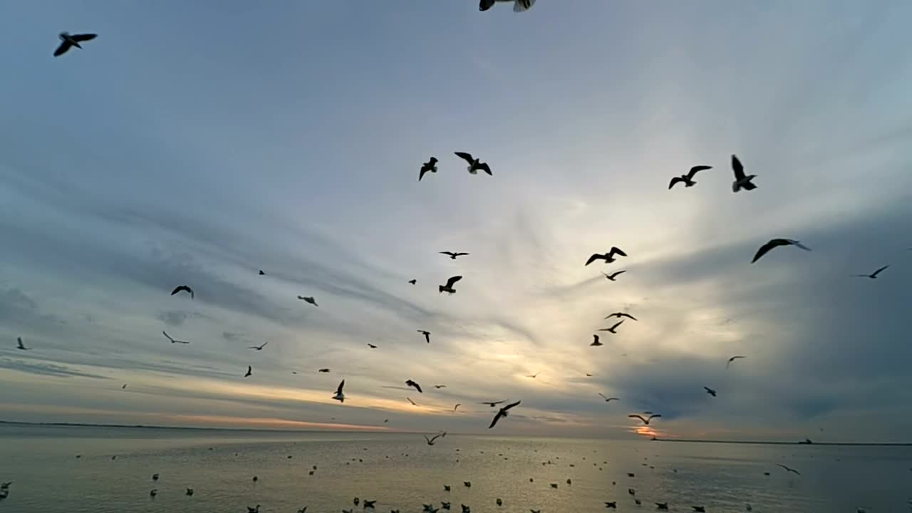 Free Stock Video Seagulls At Low Tide Live Wallpaper - Free Download