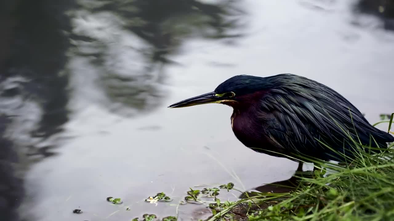Stock Video Heron Sitting By The Edge Of A Lake Animated Wallpaper - Free Download