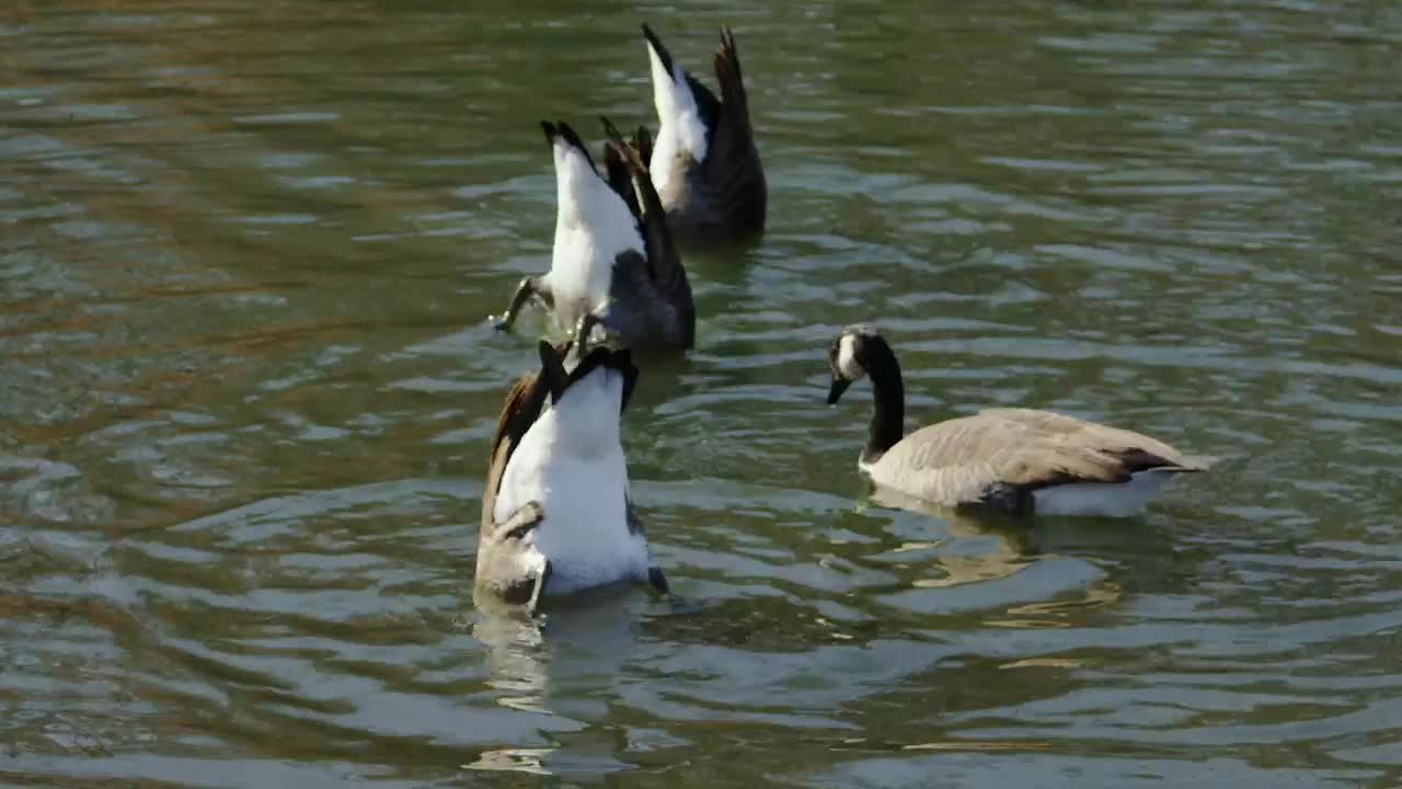 Stock Video Geese Feeding In A Lake Live Wallpaper For PC - Free Download