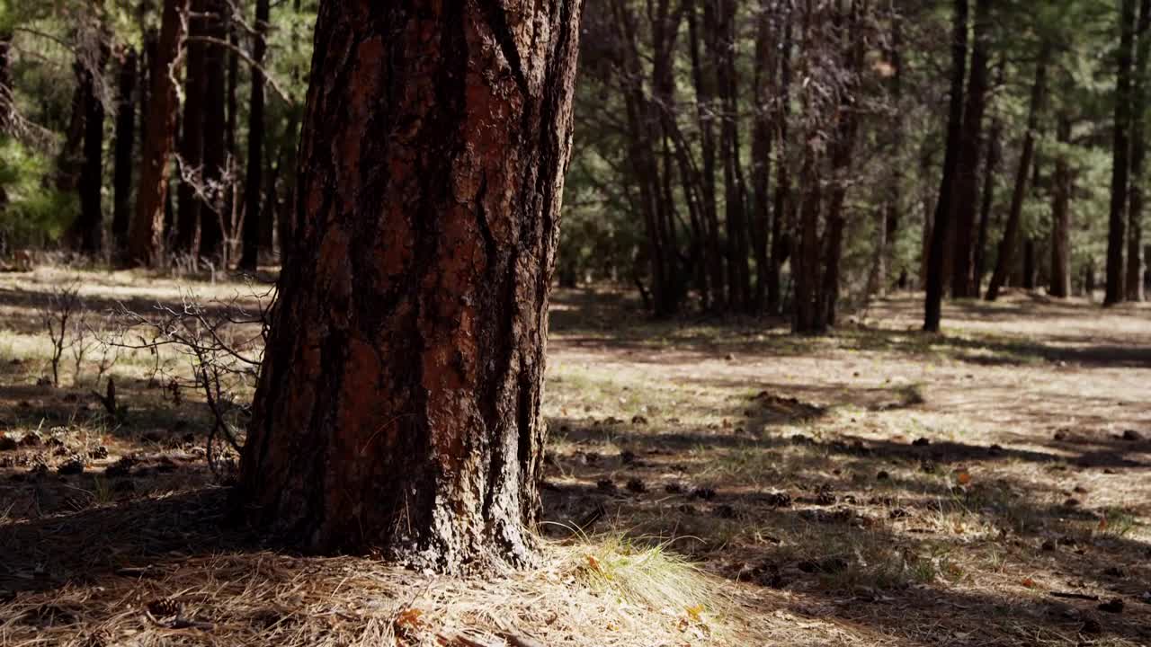 Free Stock Video Trunk Of A Pine In A Forest Live Wallpaper - Free Download