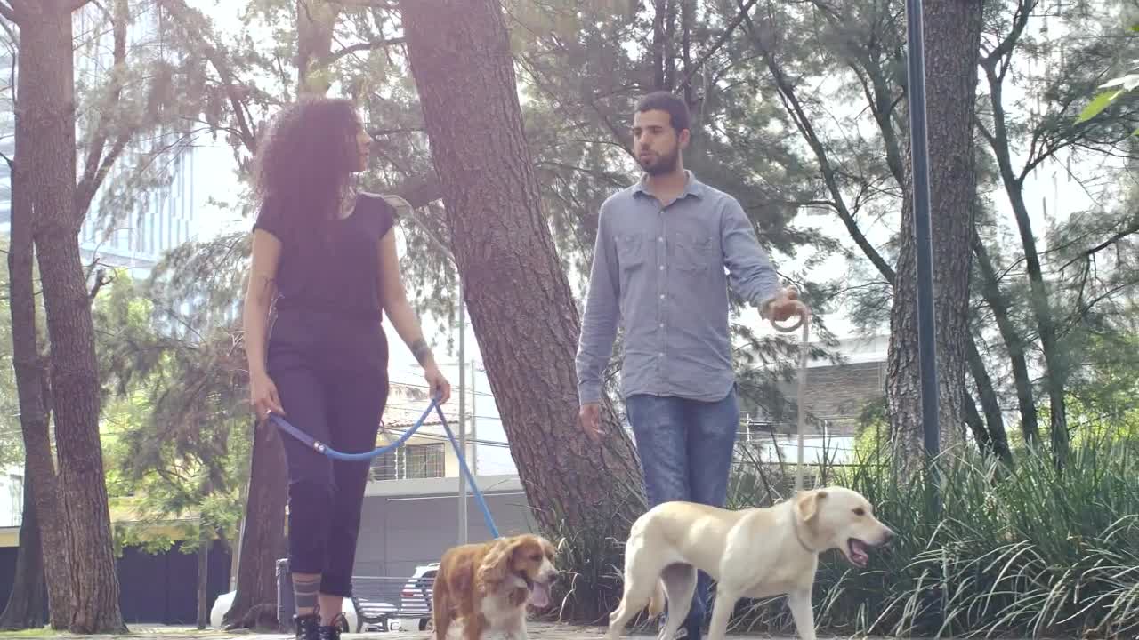 Stock Video Couple Walking With Their Dogs Through A Park Live Wallpaper For PC - Free Download