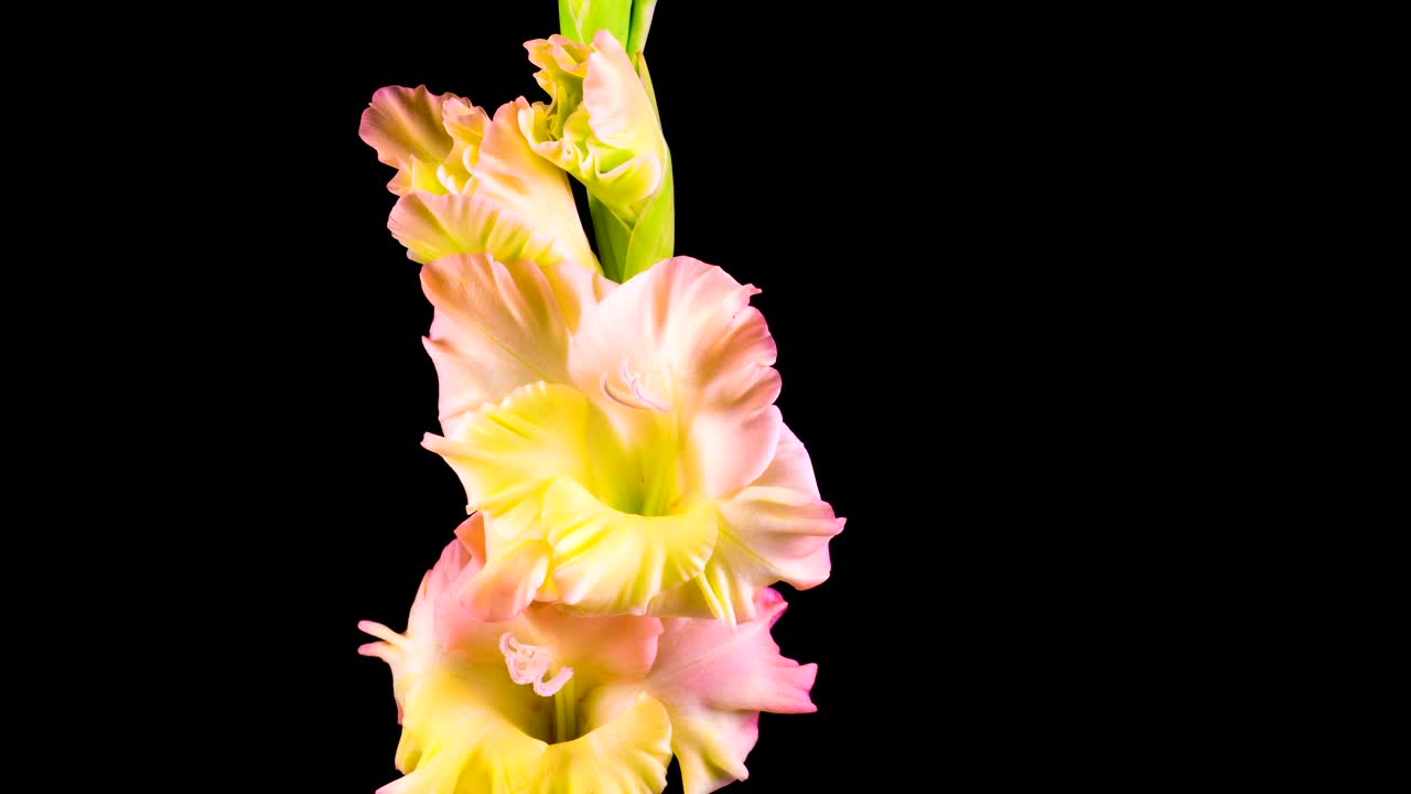 Stock Video Flowers On A Stem Slowly Opening Their Petals Live Wallpaper For PC - Free Download