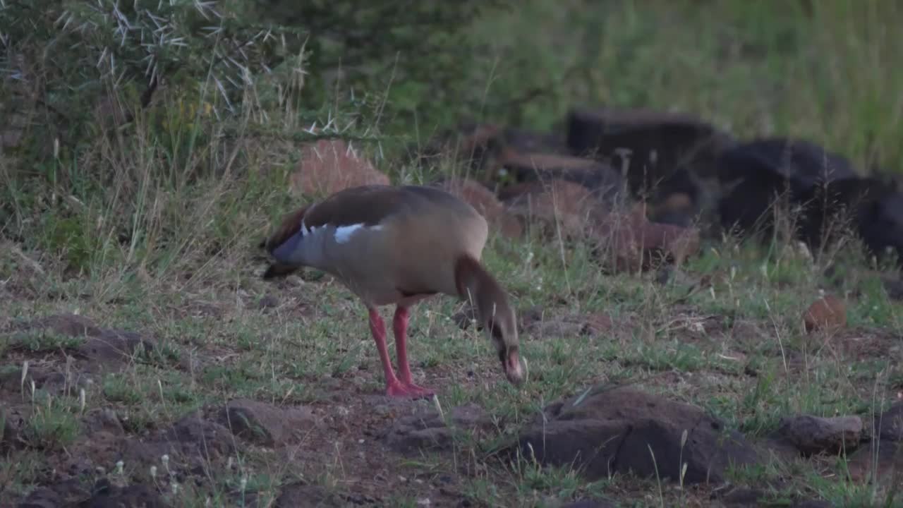 Stock Video Egyptian Goose Grazing In The Ground Live Wallpaper For PC - Free Download
