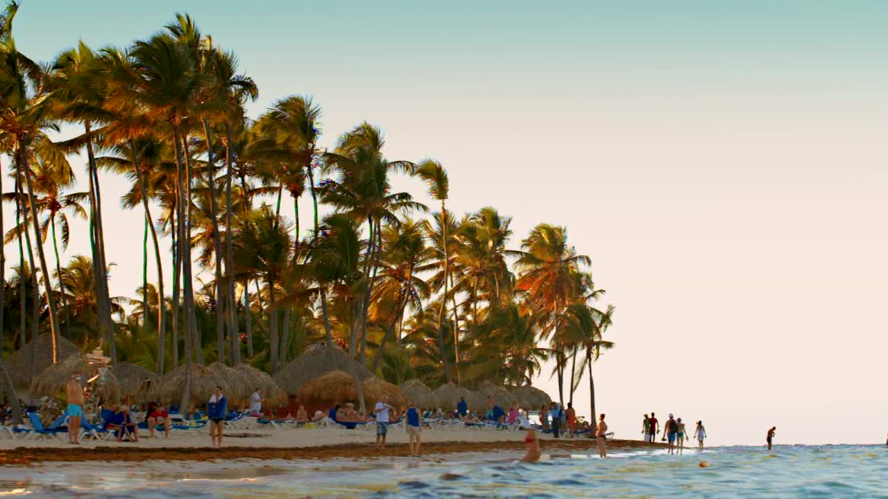 Stock Footage Windswept Trees On An Island Live Wallpaper - Free Download