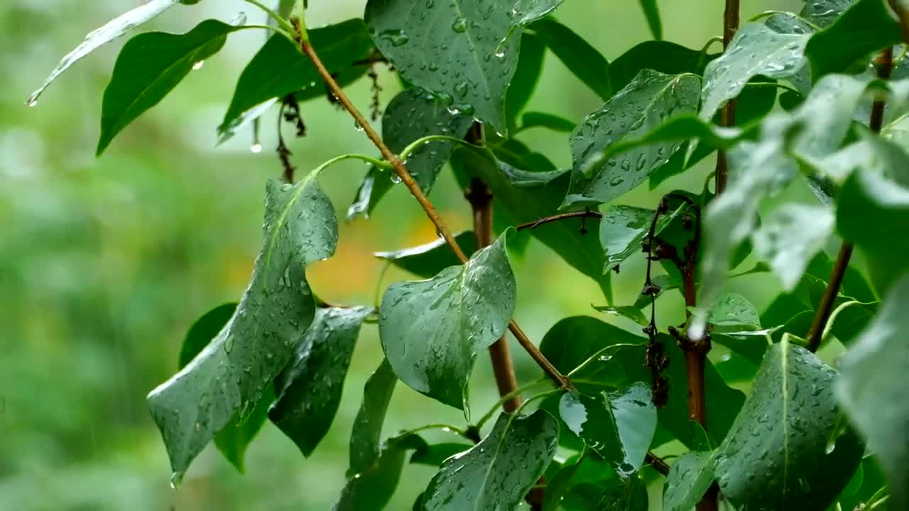 Stock Video Green Plant Under Heavy Rain Live Wallpaper For PC - Free Download