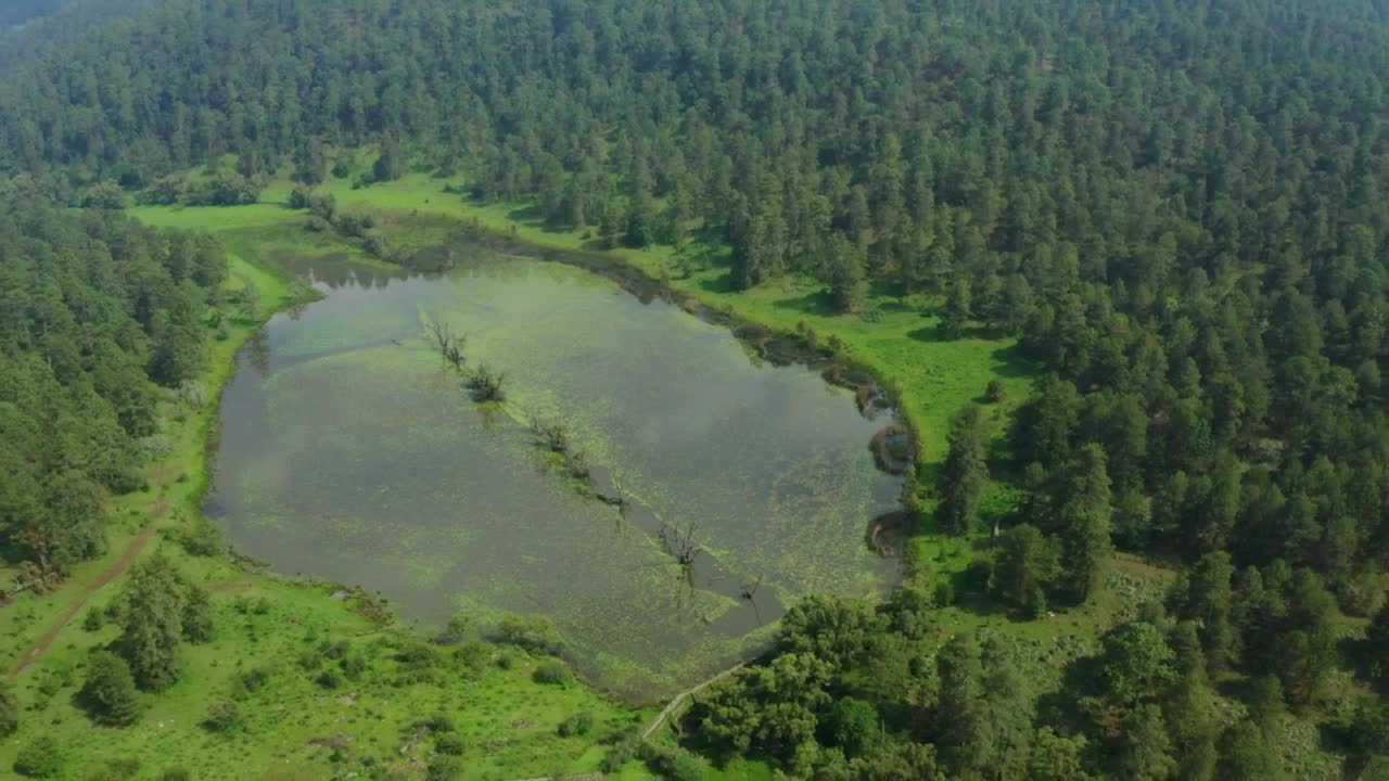 Stock Video Flying Over A Huge Pine Forest With A Lake Live Wallpaper For PC - Free Download