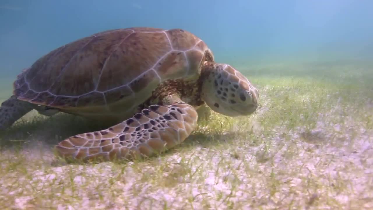 Free Stock Video Sea Turtle Feeding On The Seabed Live Wallpaper - Free Download