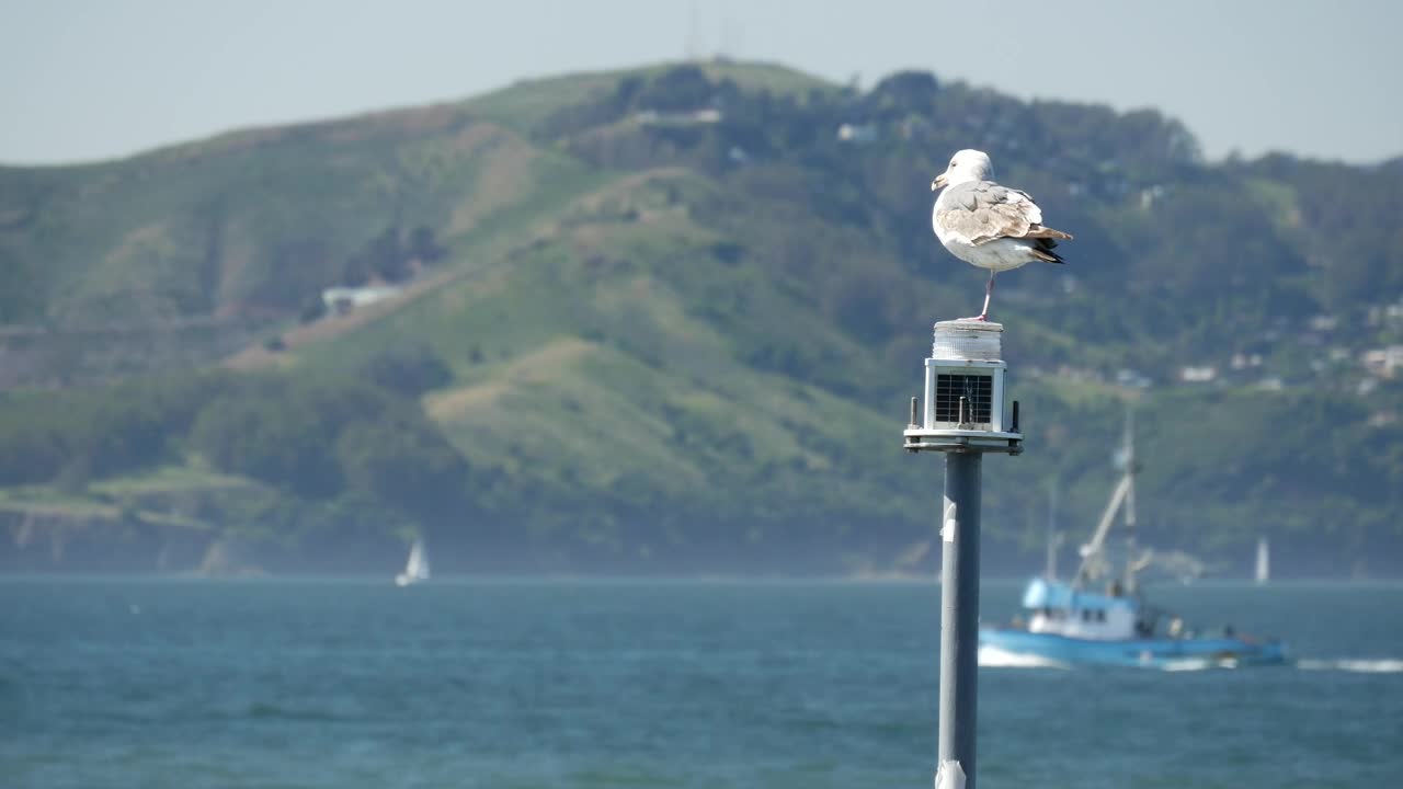 Free Stock Video Seagull Sitting On A Lantern In The Lake Live Wallpaper - Free Download