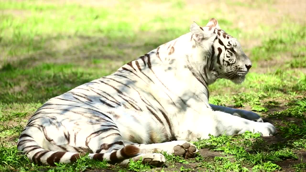 Stock Footage White Tiger Laying In The Grass Yawns Live Wallpaper - Free Download