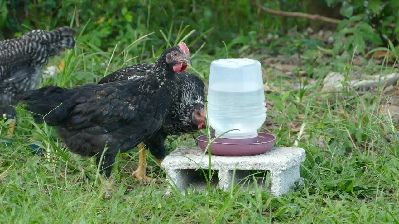 Stock Video Black Chickens Drinking Water On A Farm Live Wallpaper For PC - Free Download