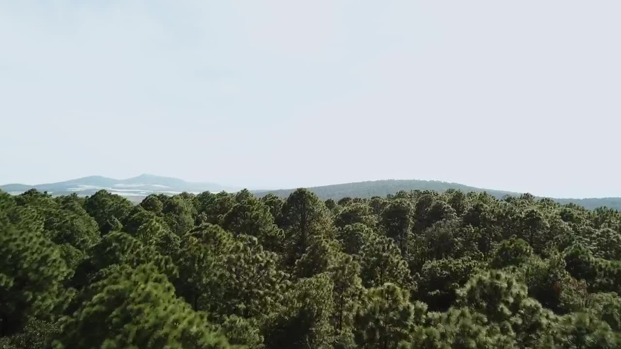 Stock Video Forest Treetops Live Wallpaper For PC - Free Download