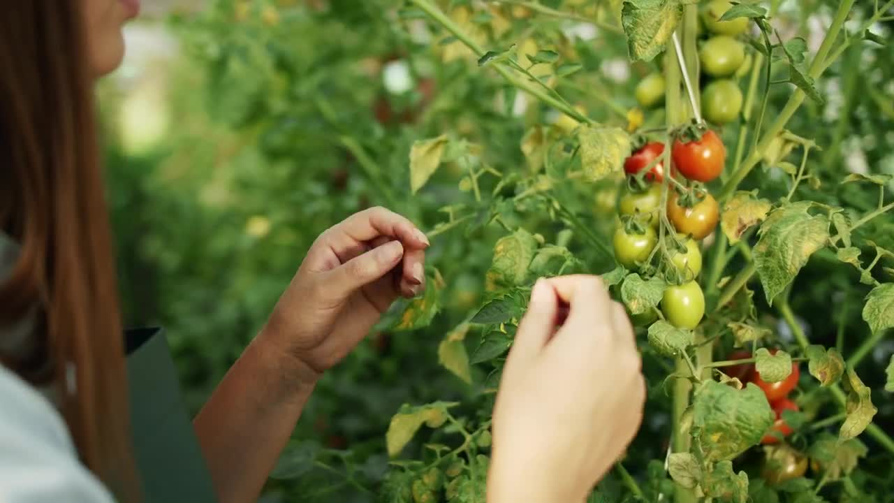 Stock Footage Woman Checks Growth Of Tomatoes On Vine Live Wallpaper - Free Download