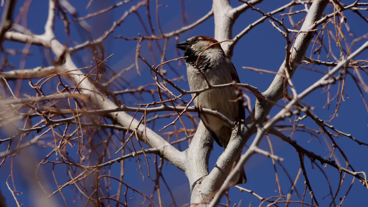 Stock Video Bird Perched On The Branches Of A Dry Tree Live Wallpaper For PC - Free Download