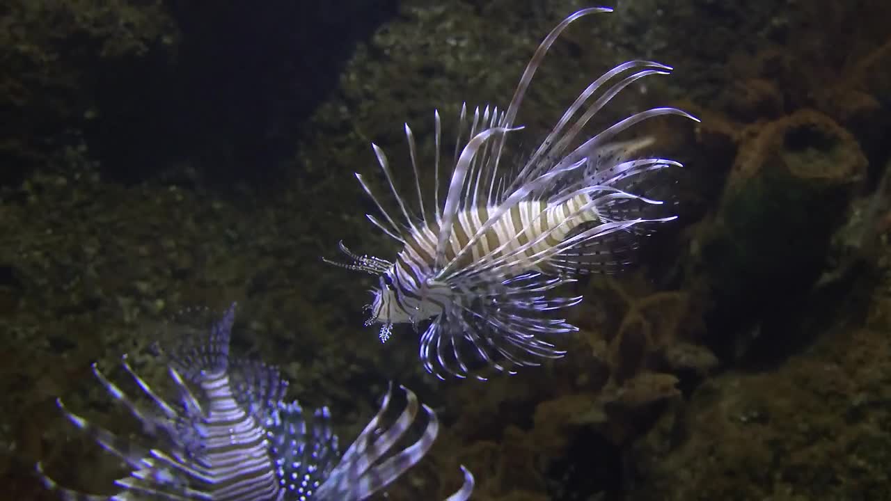 Stock Video Lionfish Swimming In The Water Animated Wallpaper - Free Download