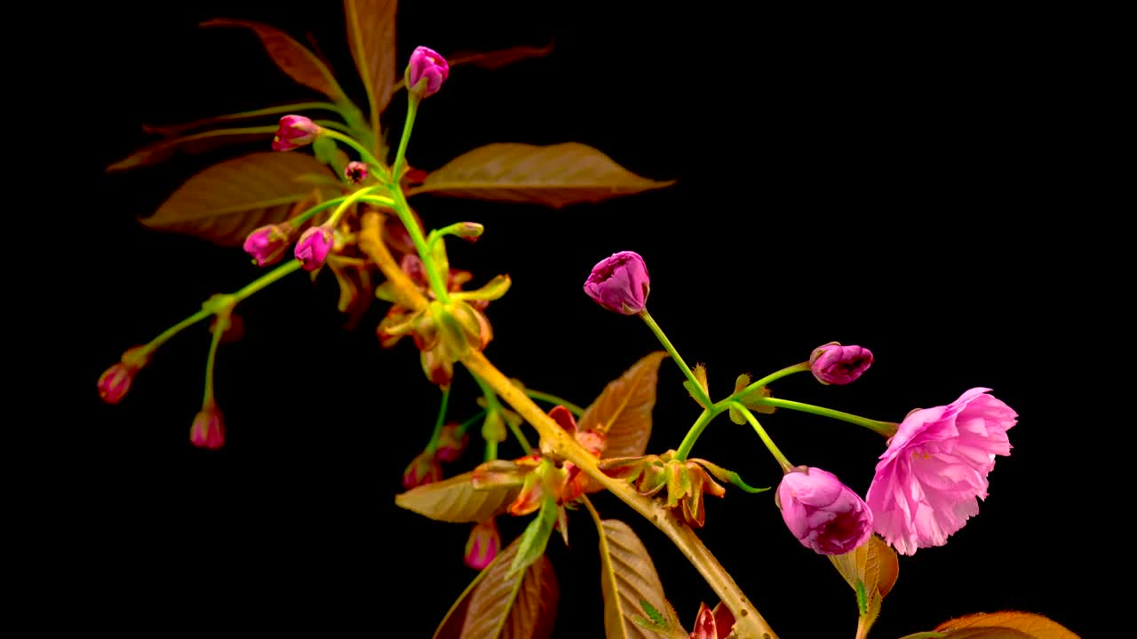 Video Stock Pink Flower Opening Live Wallpaper Free - Free Download