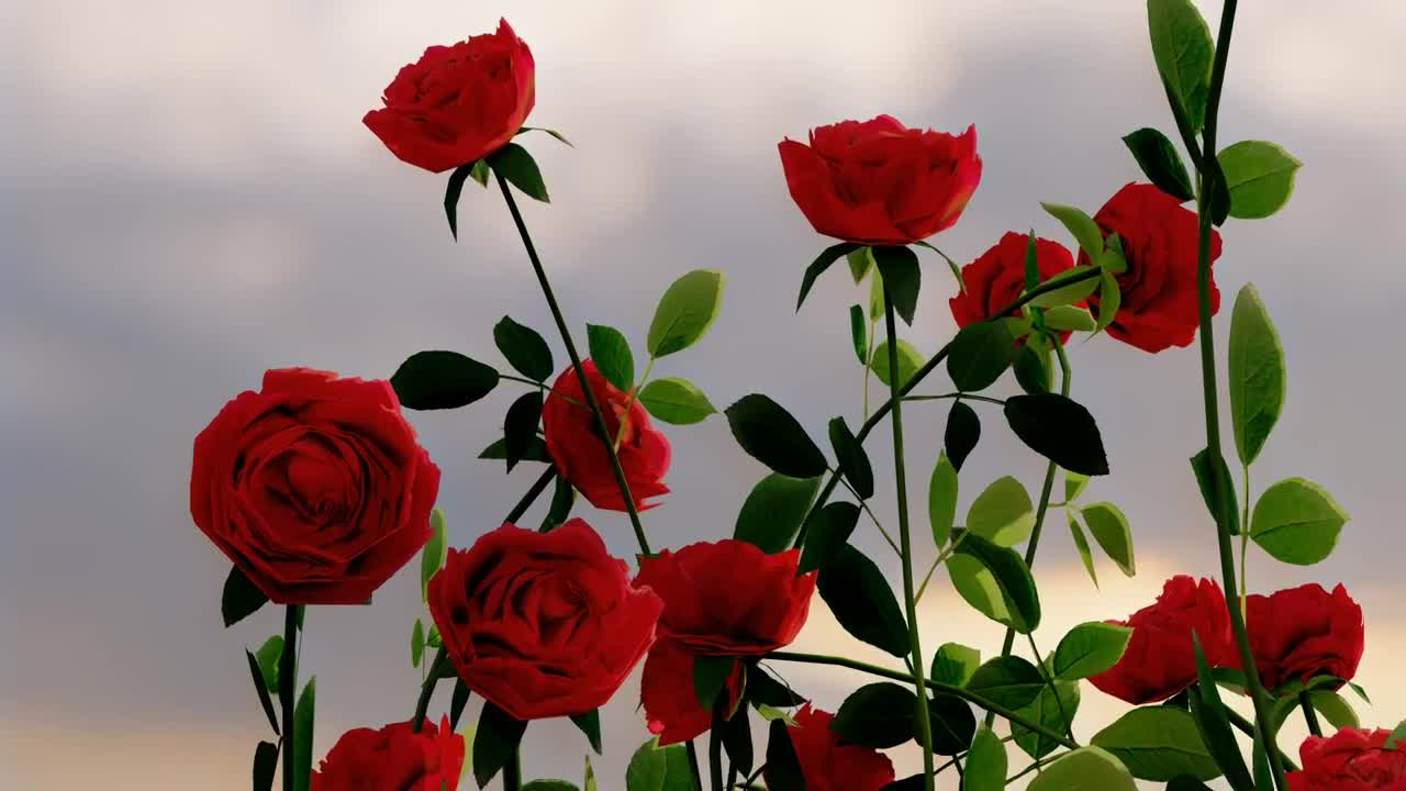 Video Stock Red Flowers On A Rosebush Seen Up Close Live Wallpaper Free - Free Download