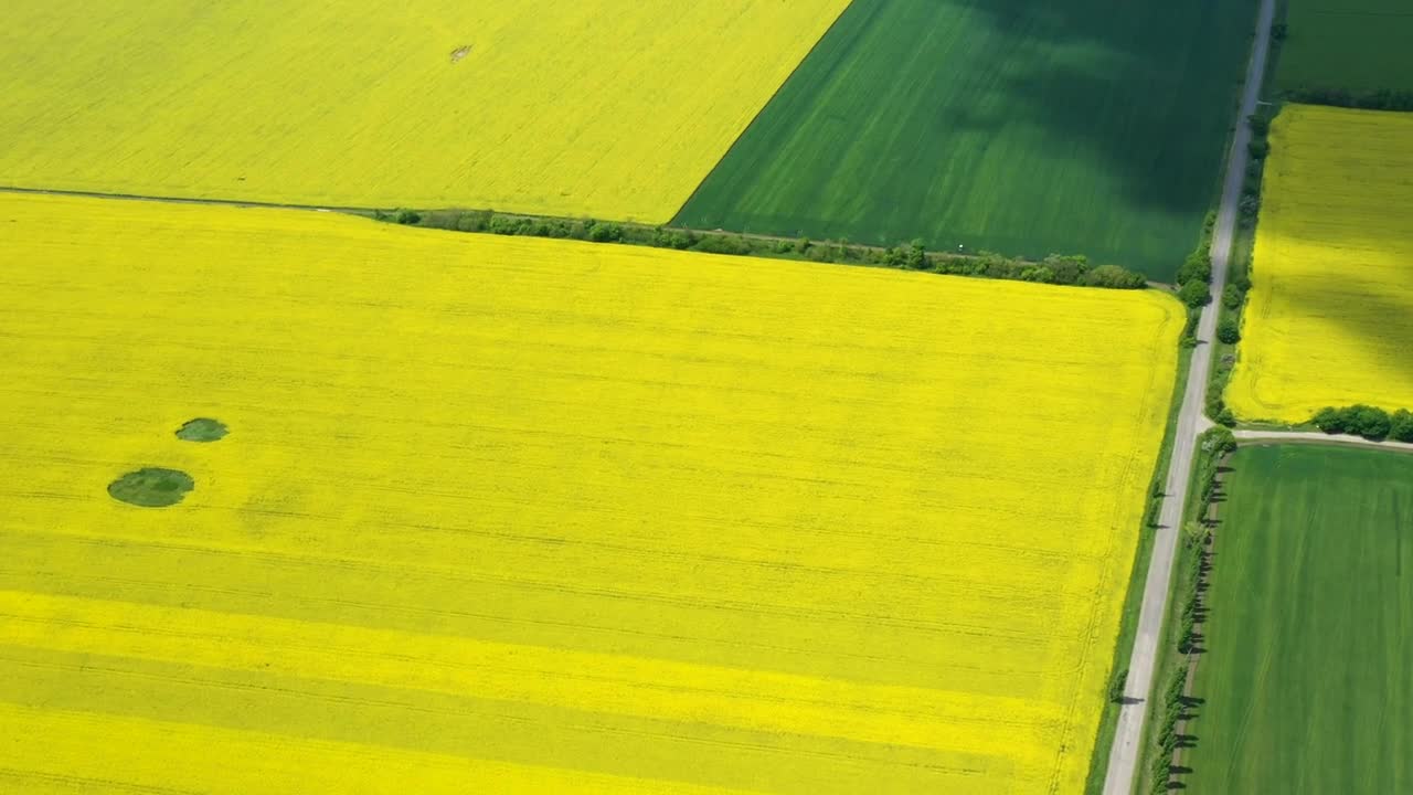 Stock Video Flying Above Large Rapeseed Fields Live Wallpaper For PC - Free Download