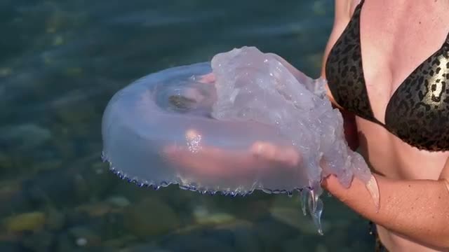 Free Stock Video Woman Holding A Large Jellyfish Smalllive Wallpaper - Free Download