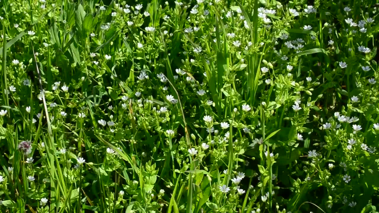 Free Video Stock tiny flowers growing in a field Live Wallpaper - Free Download